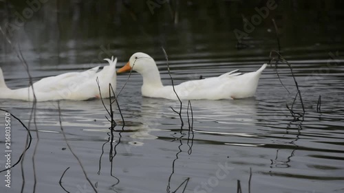 A peaceful scene of white ducks swimming together across calm water. Their reflections ripple gently on the surface, creating a beautiful natural atmosphere.