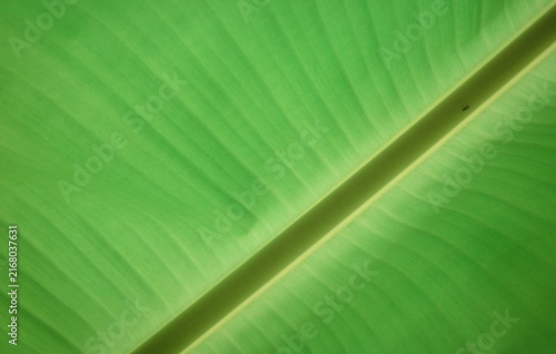 Картината върху платно A close-up view of a banana leaf, with sunlight penetrating to clearly show the
