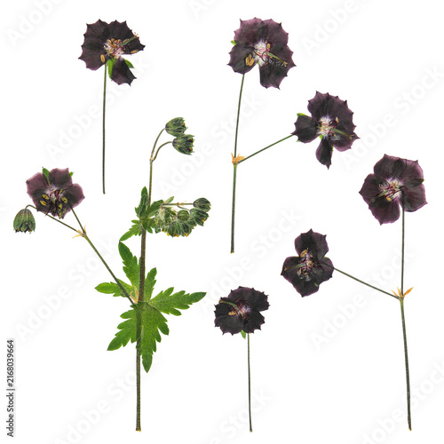 Herbarium. Set of pressed and dried flowers, leaves avens or geum, isolated on white background. Digital herbarium, scrapbooking. Floristics. Dry flowers avens or geum.