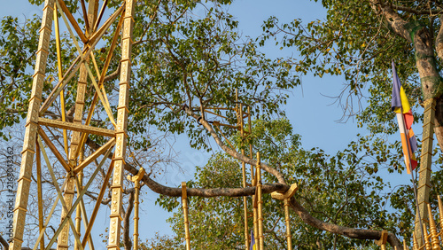 Bild auf Leinwand Jaya Sri Maha Bodhi sacred tree in Anuradhapura, Sri Lanka