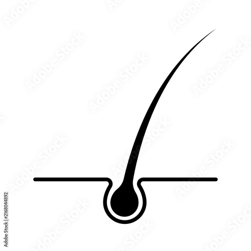 Canvastavla Hair follicle line illustration on transparent background for hair loss treatment