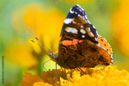 Bild auf Leinwand Red admiral butterfly feeding on a yellow flower
