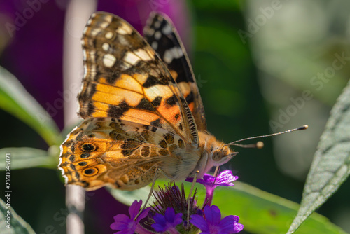Fotografía Painted lady butterfly feeding on a purple flower
