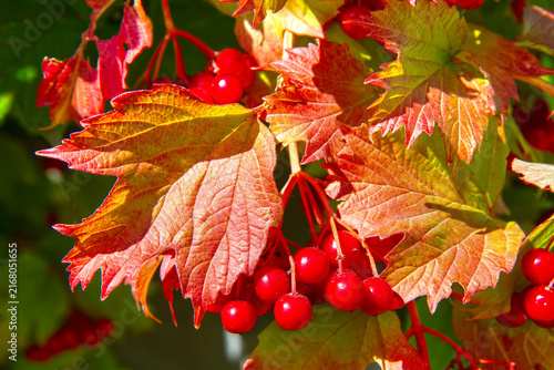 Red viburnum berries hanging on a branch with colorful autumn leaves. Seasonal nature background representing harvest and fall foliage.