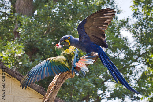 A hyacinth macaw, Anodorhynchus hyacinthinus, and a military macaw, Ara militaris, interact dynamically aggressively  with spread wings on a branch against lush green trees.