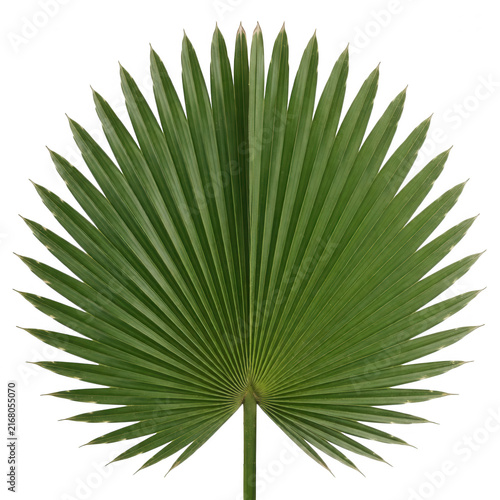 Green Fan Palm Leaf Transparent Background