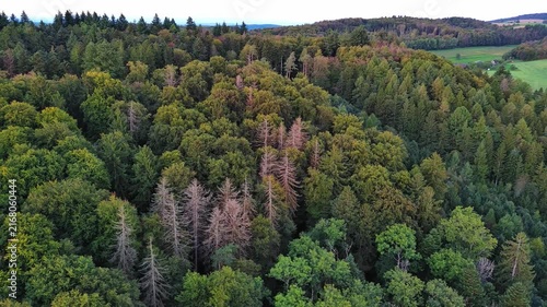 Drone Shot Over Dense Forest and Rolling Hills Landscape