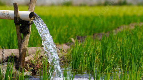 Quadro su tela Water flowing from a PVC pipe for rice field irrigation