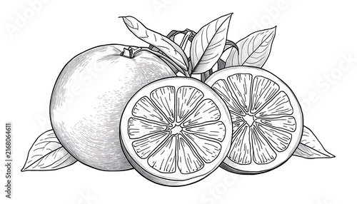 Detailed botanical black outline illustration of fresh grapefruit citrus fruit cluster.