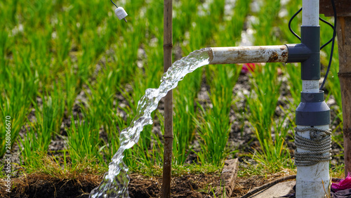 Obraz na płótnie A powerful stream of clear water flows from a large industrial pump hose directly into a lush green rice paddy field, demonstrating traditional agricultural irrigation methods in a rural farm setting