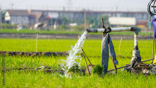 Quadro su tela A powerful stream of clear water flows from a large industrial pump hose directly into a lush green rice paddy field, demonstrating traditional agricultural irrigation methods in a rural farm setting