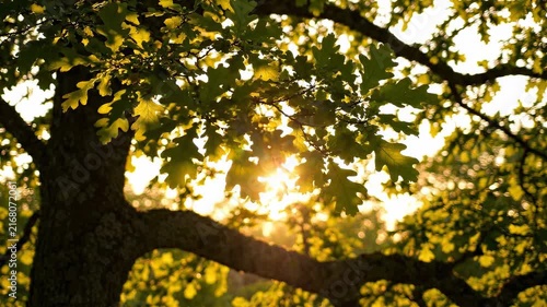 Golden sunlight shining through the lush green leaves of an old oak tree during a beautiful summer sunset in the woods