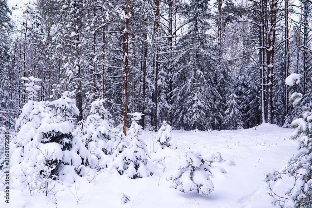 Fototapeta premium The forest is covered with snow. Frost and snowfall in the park. Winter snowy frosty landscape.