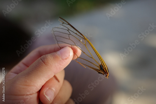 Child holding a transparent cicada wing close up