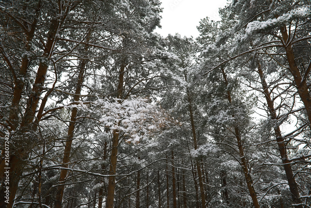 Fototapeta premium Winter snowy frosty landscape. The forest is covered with snow. Frost and fog in the park.