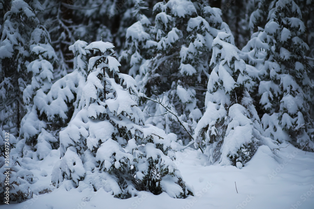 Fototapeta premium Winter snowy frosty landscape. The forest is covered with snow. Frost and fog in the park.
