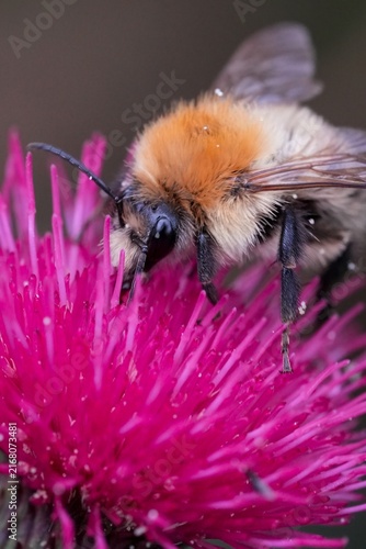 Quadro su tela Macro shot of fluffy Common carder bumblebee , Bombus pascuorum pollinating vibr