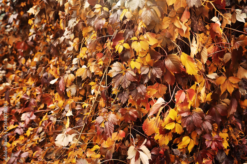 Fototapeta premium Lively closeup of falling autumn leaves with vibrant backlight from the setting sun