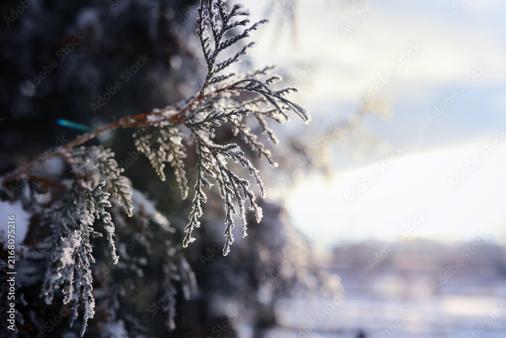 Fototapeta premium Winter landscape. Trees and plants covered with snow. The beauty of snow covered paths. Snowfall and cooling in tourist areas.
