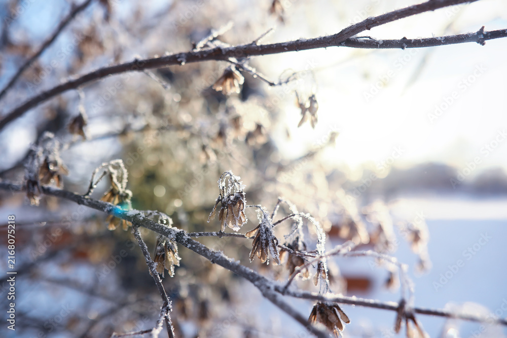 Fototapeta premium Winter landscape. Trees and plants covered with snow. The beauty of snow covered paths. Snowfall and cooling in tourist areas.