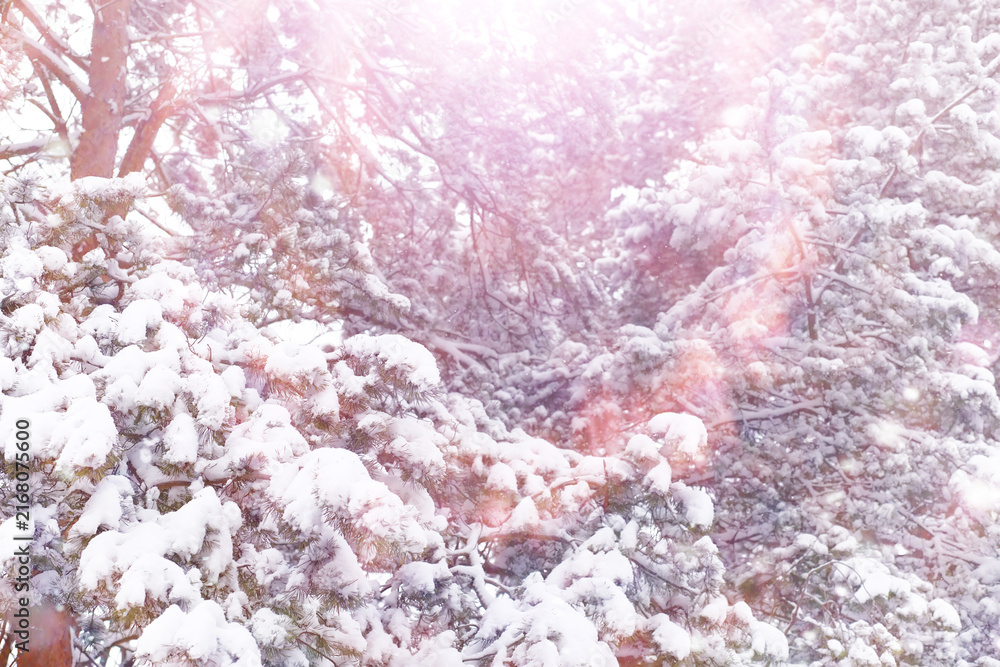 Fototapeta premium Tall trees under snow cover. January frosty day in winter park.