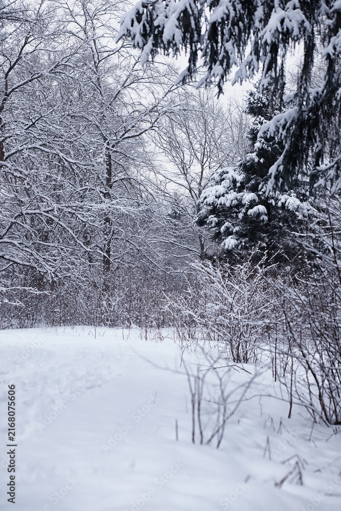 Fototapeta premium Winter forest. Landscape of the park in winter. Snow-covered trees at the edge.