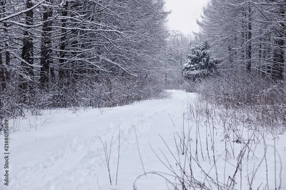 Fototapeta premium Winter forest. Landscape of the park in winter. Snow-covered trees at the edge.