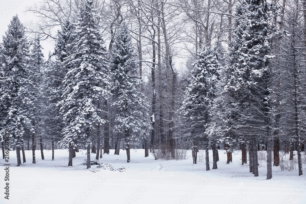 Fototapeta premium Winter forest. Landscape of the park in winter. Snow-covered trees at the edge.