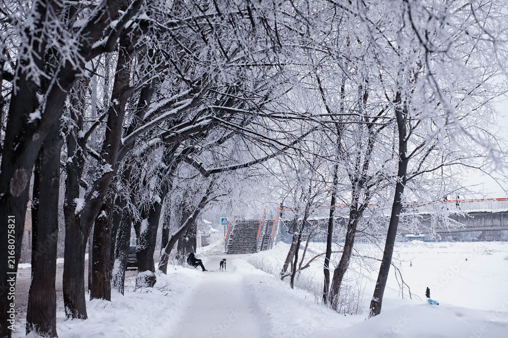Fototapeta premium Winter forest landscape. Tall trees under snow cover. January frosty day in the park.