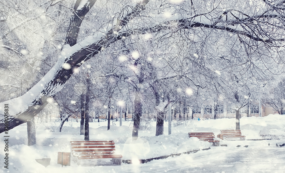 Fototapeta premium Winter forest landscape. Tall trees under snow cover. January frosty day in the park.