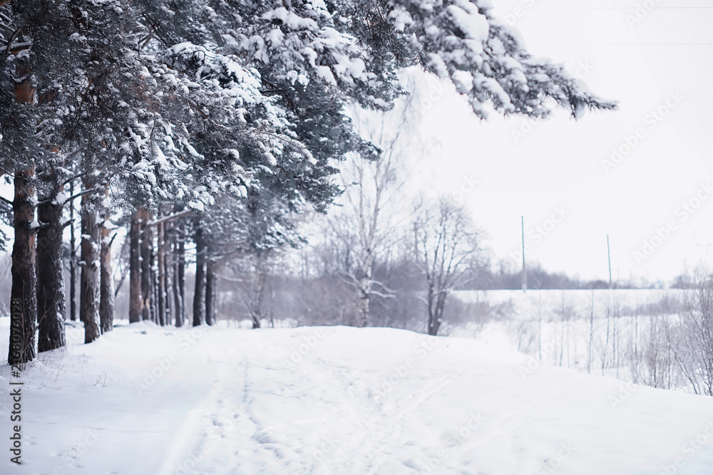 Fototapeta premium Winter forest landscape. Tall trees under snow cover. January frosty day in the park.