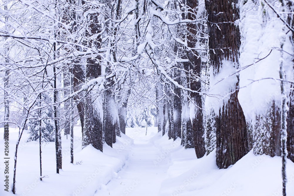 Fototapeta premium The forest is covered with snow. Frost and snowfall in the park. Winter snowy frosty landscape.