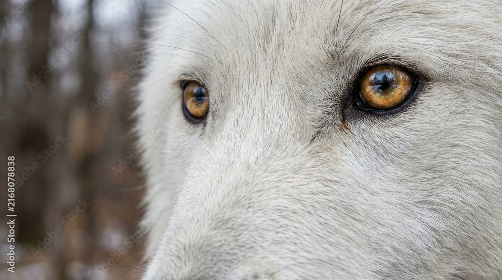Fototapeta premium Close up macro portrait of majestic Arctic wolf face focusing sharply on bright amber eyes and dense white winter fur in wilderness habitat