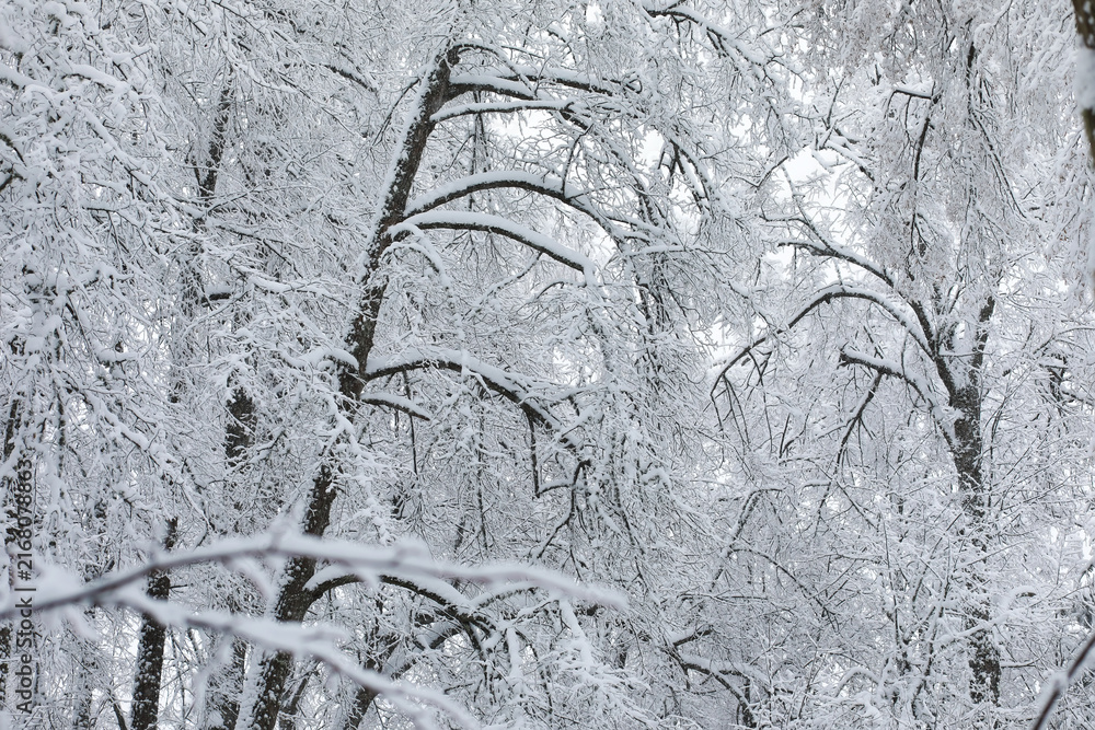 Fototapeta premium Winter snowy frosty landscape. The forest is covered with snow. Frost and fog in the park.