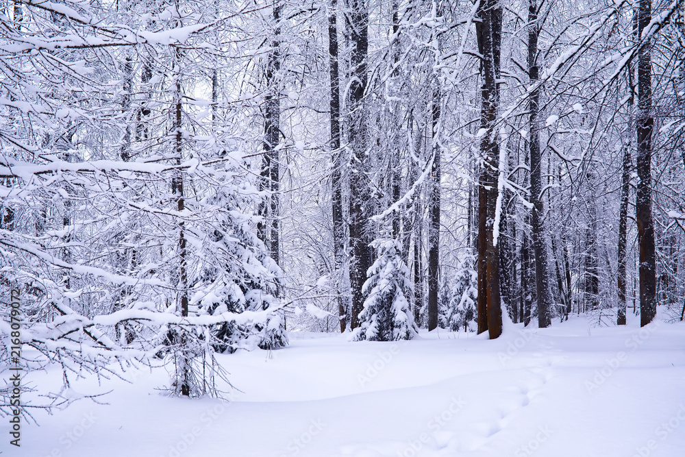 Fototapeta premium The forest is covered with snow. Frost and snowfall in the park. Winter snowy frosty landscape.