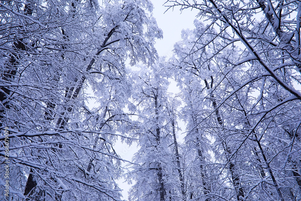 Fototapeta premium The forest is covered with snow. Frost and snowfall in the park. Winter snowy frosty landscape.