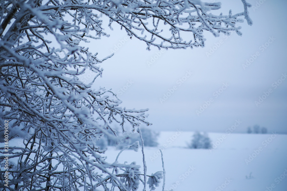 Fototapeta premium Winter snowy frosty landscape. The forest is covered with snow. Frost and fog in the park.
