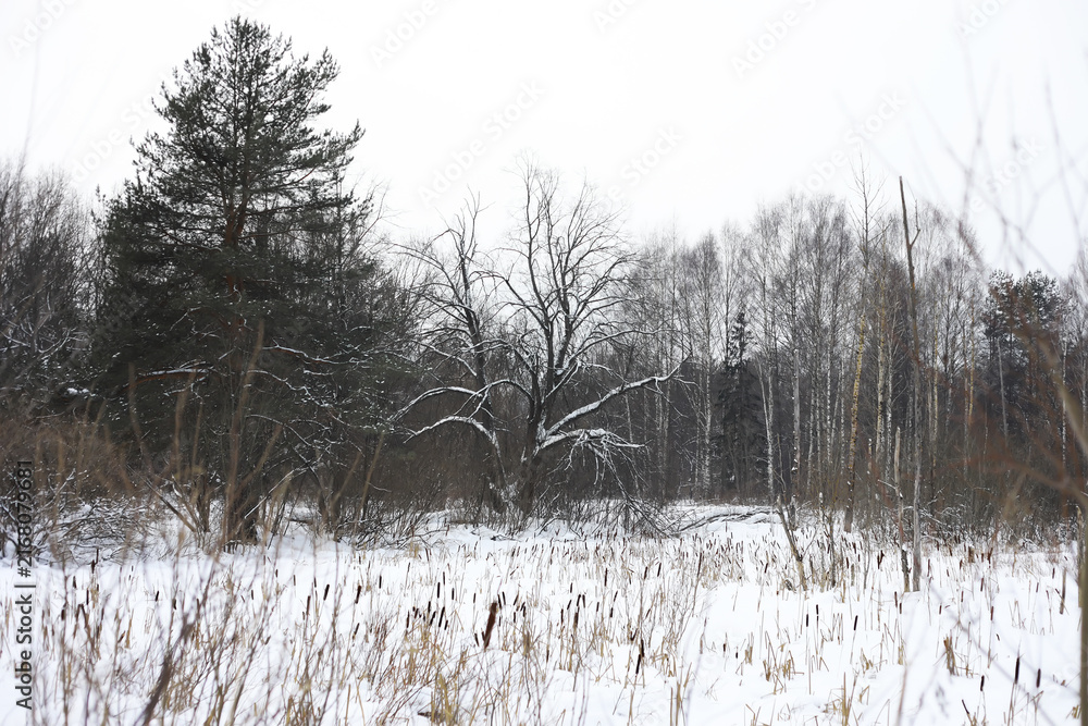 Fototapeta premium Winter snowy frosty landscape. The forest is covered with snow. Frost and fog in the park.