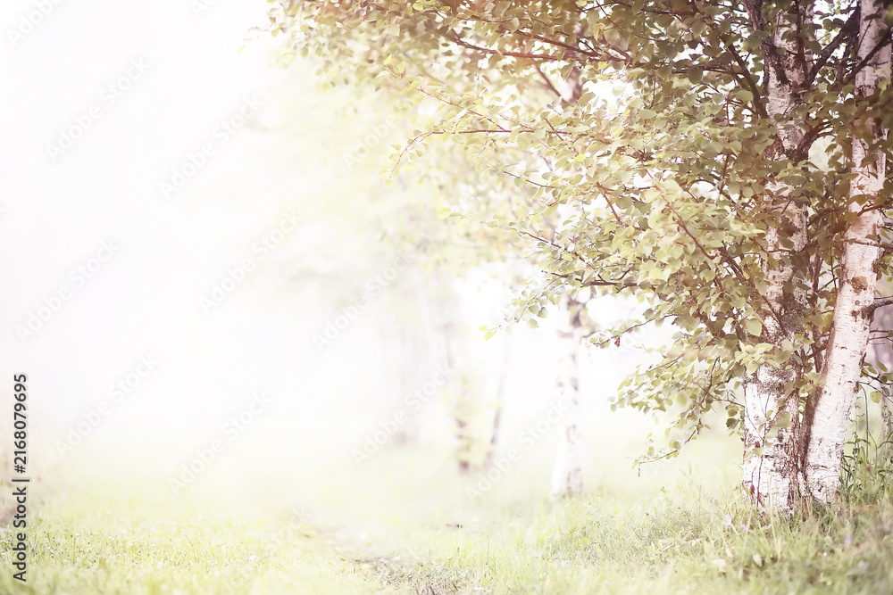 Fototapeta premium Fog in the field. Evening nature summer with white fog.
