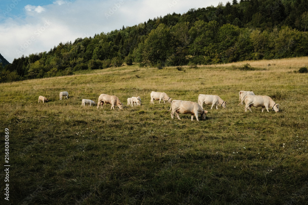 Fototapeta premium Herd of white Charolais cows and calves grazing on a mountain pasture at golden hour