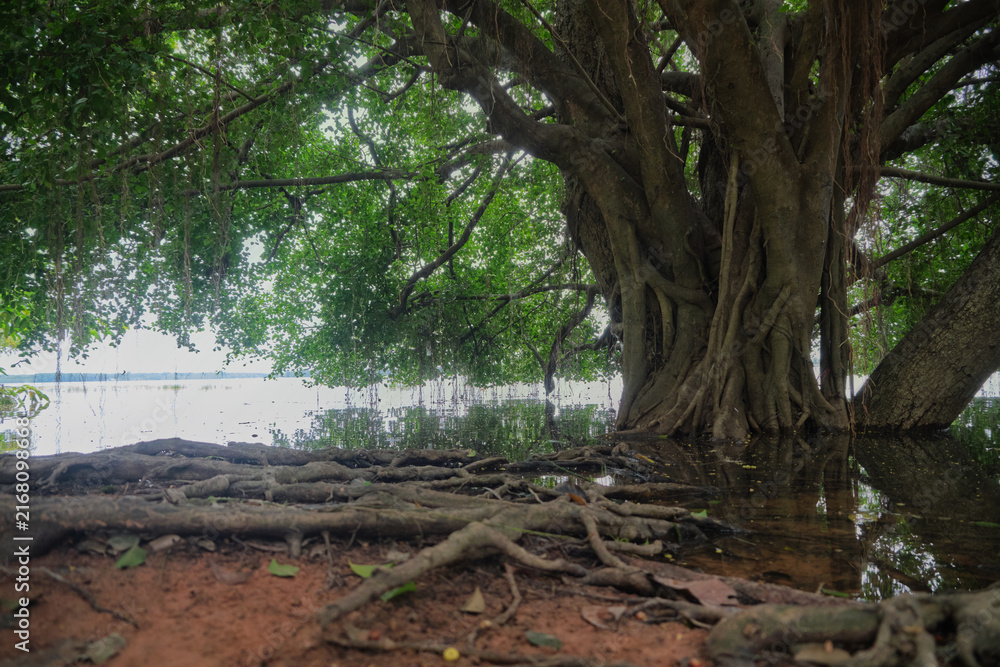 Obraz premium tree roots reaching into still lake water