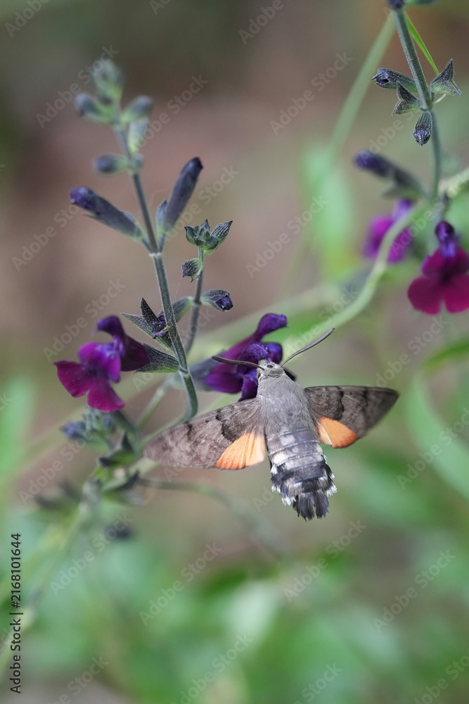 Naklejka premium Hummingbird hawk-moth,macroglossum stellatarum hovering and feeding on purple salvia flower in a natural garden setting with soft green background
