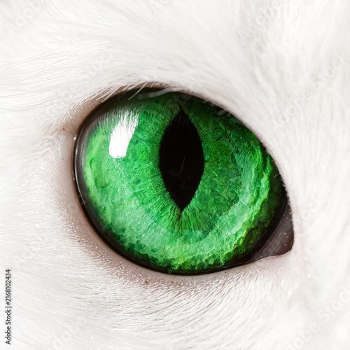 Macro Closeup of Vibrant Green Cat Eye with Soft White Fur