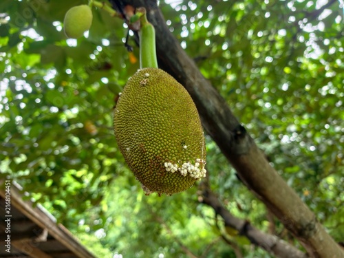 Foto Raw jackfruit in a farmer's garden.