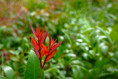 A close-up shot of a vibrant red leaves new shoot emerging from a tropical plant, beautifully contrasting with the lush green foliage and a soft, natural bokeh background