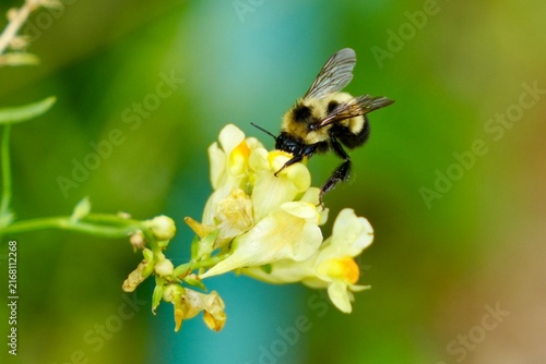 bee on a flower