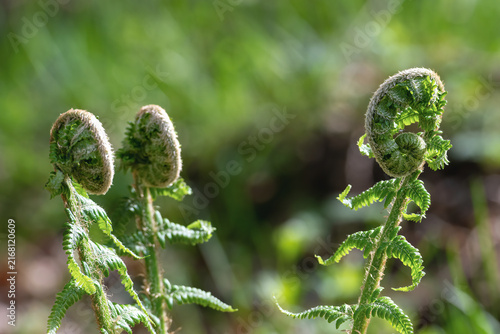 young fern shoots in spring