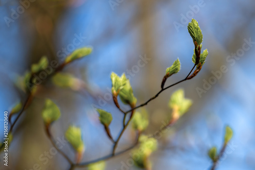 leaves of a beech tree in spring