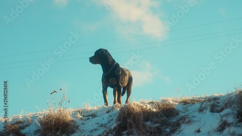Rottweiler Dog Stands Watchful on Snowy Hilltop Against Blue Sky