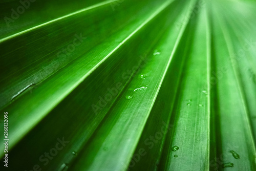 Blurred green abstract background. Abstract green tropical palm leaf texture with sunlight, natural pattern background.